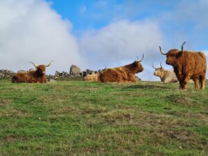 scary cows